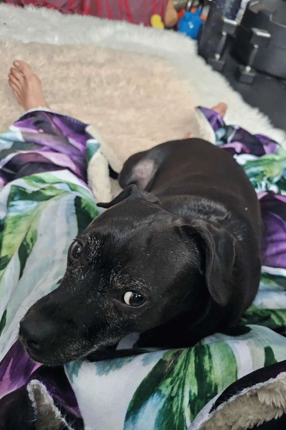 A sleek black dog with soft, glossy fur and expressive dark eyes rests comfortably on a colorful blanket.